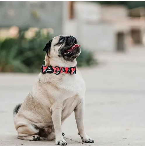 Pet Lounge Coral Leopard Collar para Perro